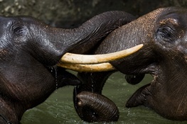 The Other Elephants Under Threat (with Photo Gallery)